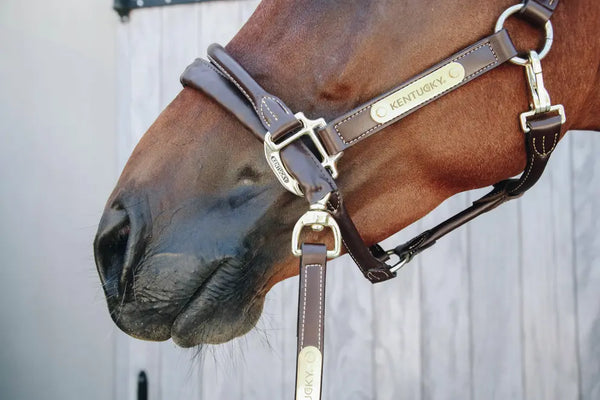 Kentucky Leather Covered Chain Lead - Brown 270 cm